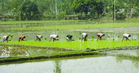 BOGRA: Farmers planting new Aman seedlings again on the flood affected paddy fields at Kantonagar area Dhunot Upazila on Saturday.