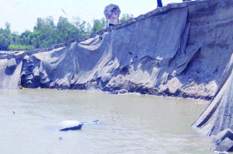 SIRAJGANJ: Jamuna river erosion threatens Maghai Village in Kazipur Sadar Upazila. This picture was taken on Sunday.