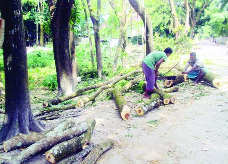 PATUAKHALI: Influentials in Patuakhli have cut down three valuable rain trees at Langra Munshi Bridge area on Patuakhli-Bauphal - Doshmina Road. This picture was taken on Monday.