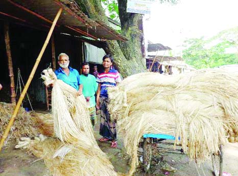 FARIDPUR: A farmer at Nagarkandha Upazila is disappointed as he did not get fair price of jute. This picture was taken on Wednesday.
