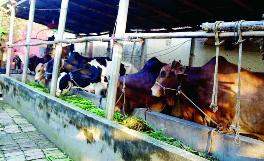 NARSINGDI: A view of cow fattening project at Shibpur upazila in Narsingdi .