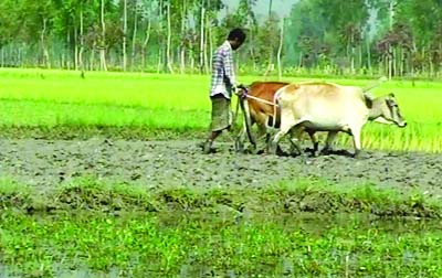 KURIGRAM: Farmers in Kurigram preparing land for cultivating new crops to cope with their flood losses. This picture was taken on Saturday.