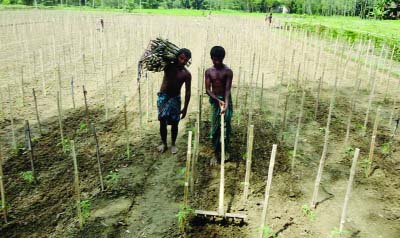 BOGRA: Farmers in Dhunot Upazila preparing field for tomato cultivation. This picture was taken on Monday.