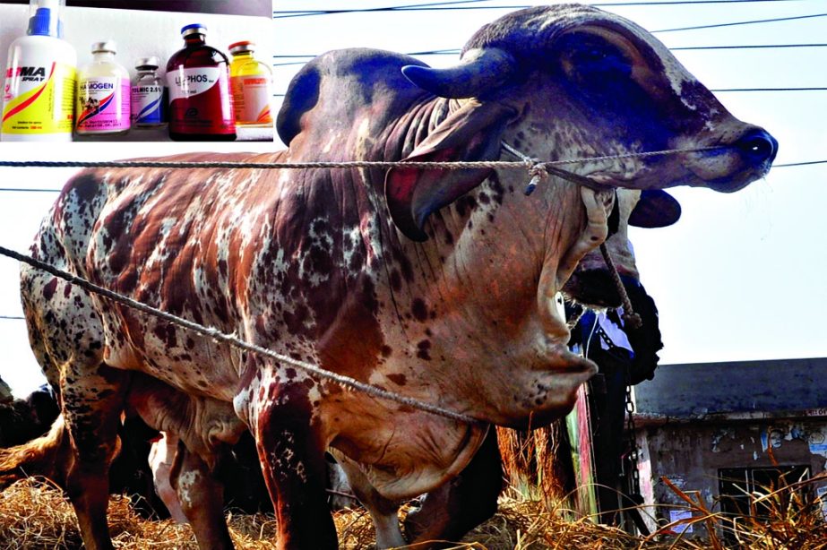 REPULSIVE LOOK: A sacrificial bull, fattened by applying banned injection and medicines, (inset) was brought to Gabtoli cattle market on Monday.