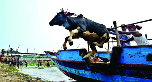 A cattle being set loose after virtual confinement in a trawler for several hours jumps out soon after the trawler reached Buriganga River bank at Postogola Shashan Ghat point on Wednesday.