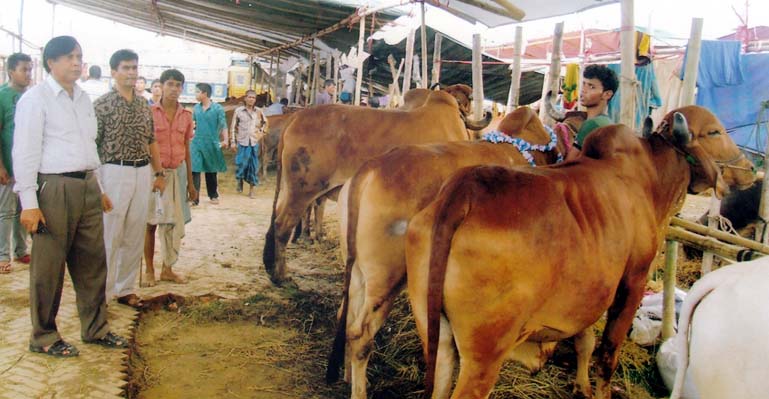 Chief Revenue Officer of CCC Ahamudul Haq visiting Nur Nagar temporary cattle hat in Chittagong on Thursday.