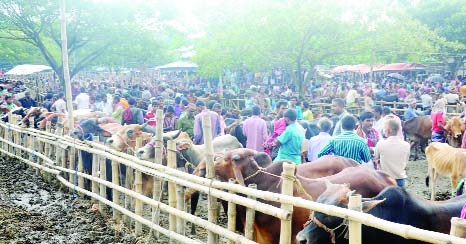 MANIKGANJ: Cattle trading gains momentum at Aricha Cattle Hat in Manikganj. This picture was taken yesterday.