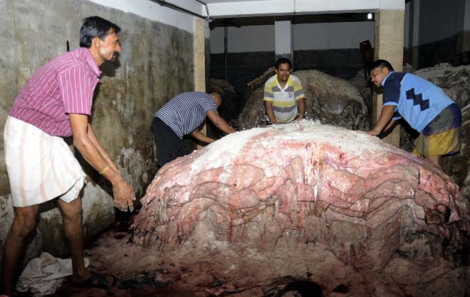 Tanners are engaged in processing hides of sacrificial animals with salt. The snap was taken from Hazaribagh Tannery area in the city on Tuesday.