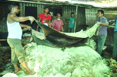 Traders preserving rawhide by using salts in a godown. This picture was taken from Chaksutrapur in Bogra on Tuesday.