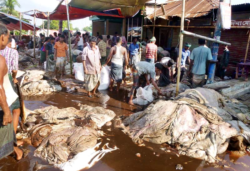 Local traders kept hide and skins of sacrificial animalsat Panchgachia Bazaar in Feni for sale yesterday.