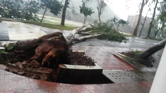 Devastation caused by Cyclone Hudhud