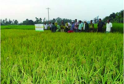 BOGRA: Some agriculturists of Naogaon District Agriculture Extension Office visiting BRRI Dhan-62, a zinc enriched paddy field at Sadar Upazila and Raninagar recently.