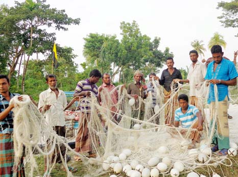BAGERHAT: Some dishonest fishermen using graph nets for fishing on rivers in Sundarbans threatening fish resources in that area. This picture was taken on Monday.