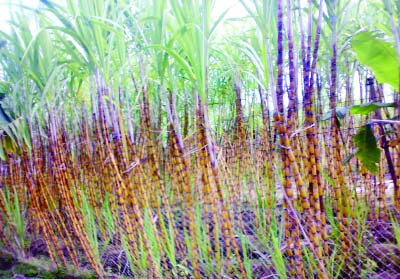 NARSINGDI: A view of sugarcane field at Shipur Upazila.