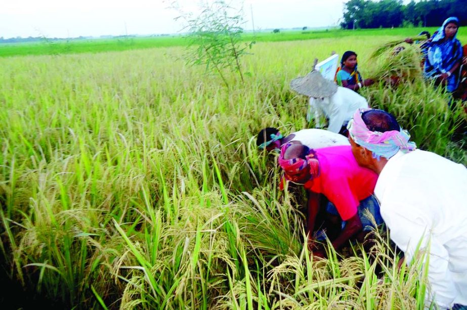 CHAPAINAWABGANJ: Farmers harvesting BRRI 57 paddy at Tikoil village of Nachole upazila of Chapainawabganj district on Monday.