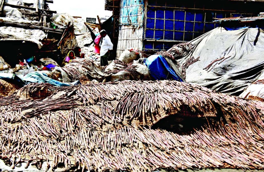Tails of sacrificial animals being dried up in the sun to prepare poultry and fish feed. This photo was taken from Hazaribagh area on Wednesday.
