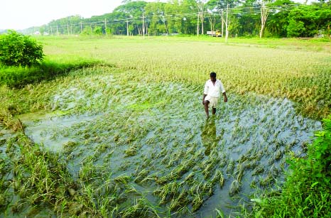 FENI : Framers in Feni are unable to plant Aman seedlings as most of the land still under water due to floods. T- Aman and Robi crops worth about Tk 43 crores were also damaged. This picture was taken on Wednesday.