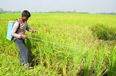 DINAJPUR: A farmer spraying pesticides in his paddy field as insects attack damaged paddy field badly at Dinajpur Sadar Upazila. This picture was taken from Kalbari village yesterday.