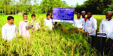 RANGPUR: Bangladesh Agriculture Research Institute and RDRS Bangladesh organised farmers' field day on the cultivation technology of drought tolerant BRRI dhan56 and BRRI dhan57 in Mirjapur village under Piraganj Upazila on Monday.