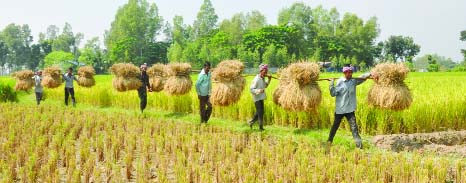 BOGRA: Farmers in Bogra carrying BINA 7 Paddy after harvesting in a systemic row. This picture was taken from Boldhar village of Kahalur Maloncho Union yesterday.