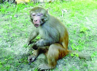 KURIGRAM: Local people in Nageshore Upazial captured an Indian monkey on Monday..