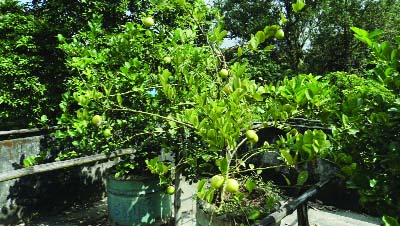 DUPCHANCHIA(Bogra): A view of lemon garden in the ceiling of Dupchanchia Upazila premises . This picture was taken on Monday.