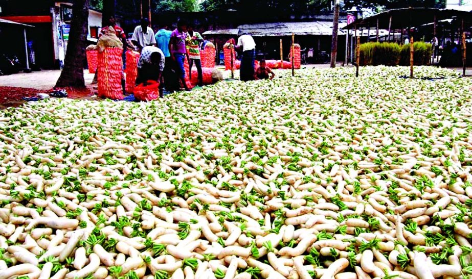 BOGRA: Local traders are packing radish to send different parts of the country as bumper production has been achieved in Bogra. This picture was taken from Matrimongle area in Bogra on Tuesday.