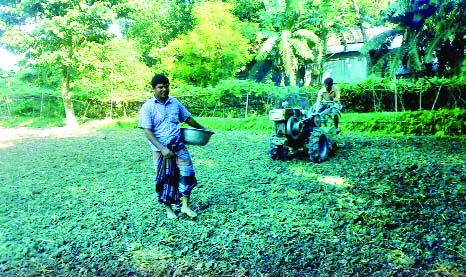 GAIBANDHA: A farmer is planting seeds after preparing lands for cultivation. This picture was taken from Teliyan village in Saghata Upazila on Saturday.
