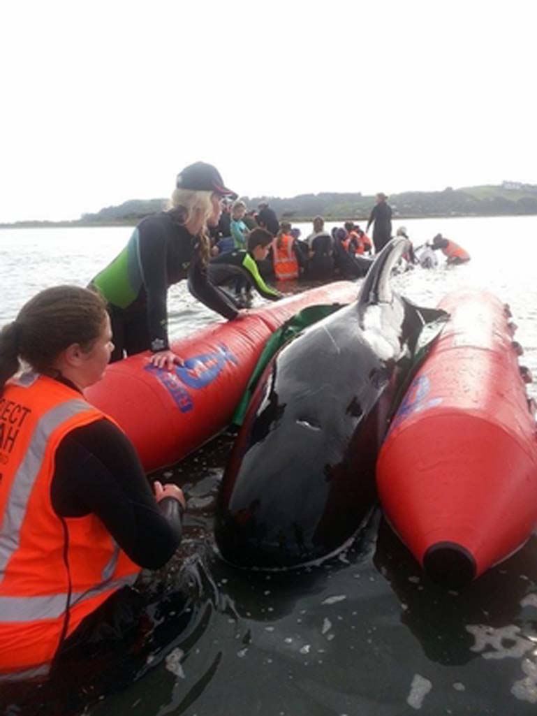 Whale rescue Volunteers who have been trained as medics sprang into action on Wednesday.