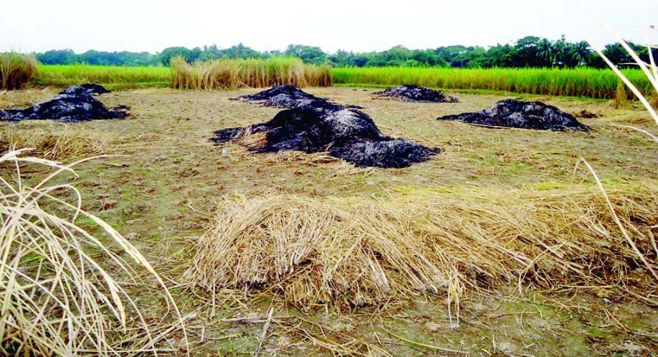 JAMALPUR: Farmers in Akhandpara area in Narayanpur Upazila gutting ripe paddy as they are failed to save paddy from pest attack. This picture was taken on Tuesday.