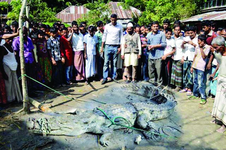 BARISAL: Local people captured a crocodile from a pond at Garuria under Bakerganj Upazila in Barisal on Tuesday.