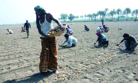 RAJSHAHI: Farmers in Rajshahi are busy in planting potato seedlings. This picture was taken from Durgapur area on Saturday.