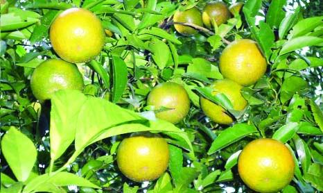 RANGPUR: Ripe orange in a tree have added to the beauty of the orchard of Habib Pradhan in village Bamonpara in Sadar Upazila. This picture was taken on Sunday.