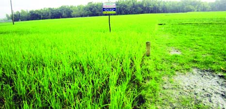 RANGPUR: Plants of BRRI dhan 52 in village Chhatrapur resumes normal growth (left)after 22 days of submergence in three phases dueing the recent floods when traditional rice varieties totally damaged in the surrounding areas areas(right).