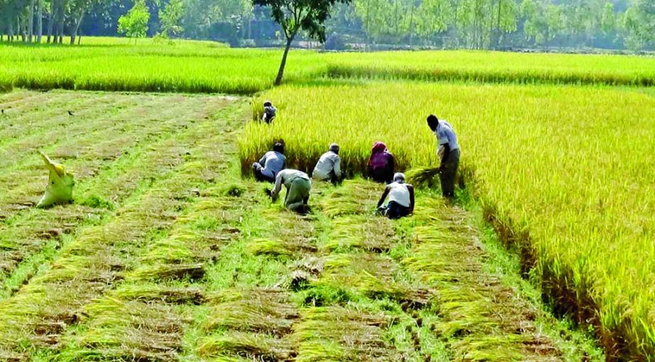 GAIBANDHA: Farmers in Gaibandha are busy in harvesting Aman paddy . This picture was taken from Helencha village of Sghata Upazila on Tuesday.