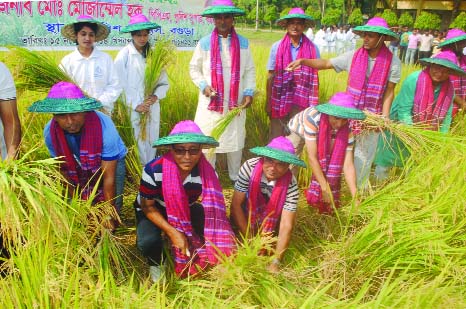 BOGRA: Aman harvest began at Bogra Police Line yesterday. Police Super Mozammel haq PPM inaugurated the harvesting ceremony. Photo: Milon Alam