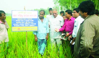 RANGPUR: Country Manager of the STRASA -IRRI Project in Bangladesh Dr MA Bari visiting flood tolerant 52 BRRI dhan 52 field that remained submerged for 26 days in two phases and resumed normal growth in village chhartrapur of Kurigram on Thursday.