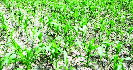 RANGPUR: Maize cultivation has become popular and more profitable among farmers everywhere in northern Bangladesh in the recent years.