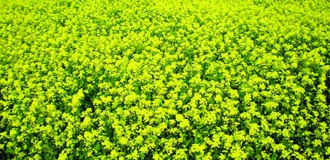 RANGPUR: A view of bumper mustard field in Rangpur during the current Rabi season .
