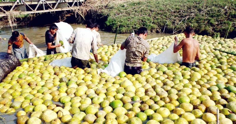 Bumper shaddock (Jambura) production has been achieved in Khagrachhari this year . Growers seen cleaning the products for sale in the markets.