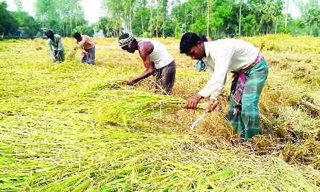 NAOGAON: Farmers in Naogaon are passing busy time in harvesting Aman paddy. This picture was taken from Mahadevpur Upazila on Friday.