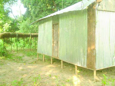 GOURIPUR(Mymensingh): Influentials have illegally built houses on one Mustafa Mirdhaâ€™s homestead at Pingolakati village in Gouripur. This picture was taken on Friday.