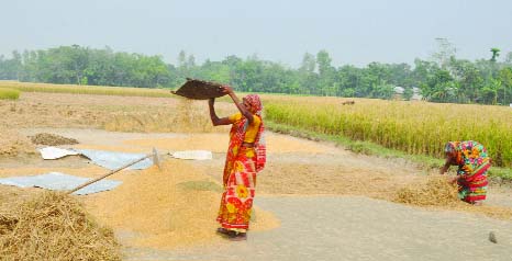 BOGRA: Aman paddy harvesting is going on in full swing in Bogra district. A female farmer seen separating paddy from weeds at the village Khaduli at Dhunut Upazila in the district.