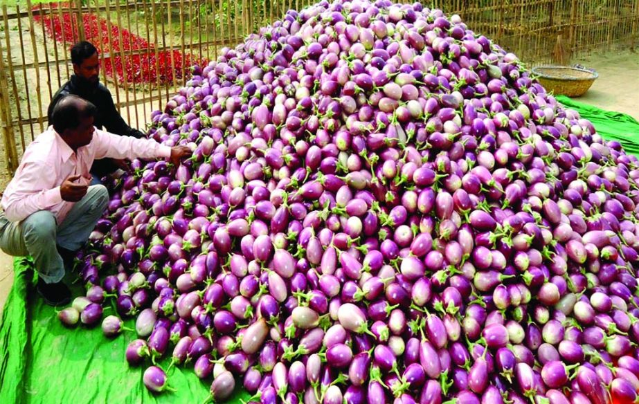 PABNA: Brinjal farmers in Ishwardi are worried as they are not getting fair price of their products though bumper production has been achieved. This picture was taken from Moyej Uddin Krishi Khamar on Sunday.