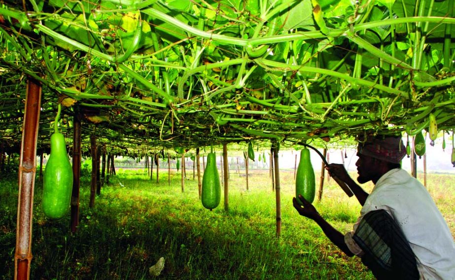 High brid bumper gourd ready for marketing. This photo was taken from Rajendrapur area on Friday.