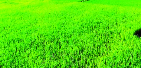 RANGPUR: Early variety Boro seedbeds in Rangpur ready for transplantation in the low- lying lands in the flood-hit areas.