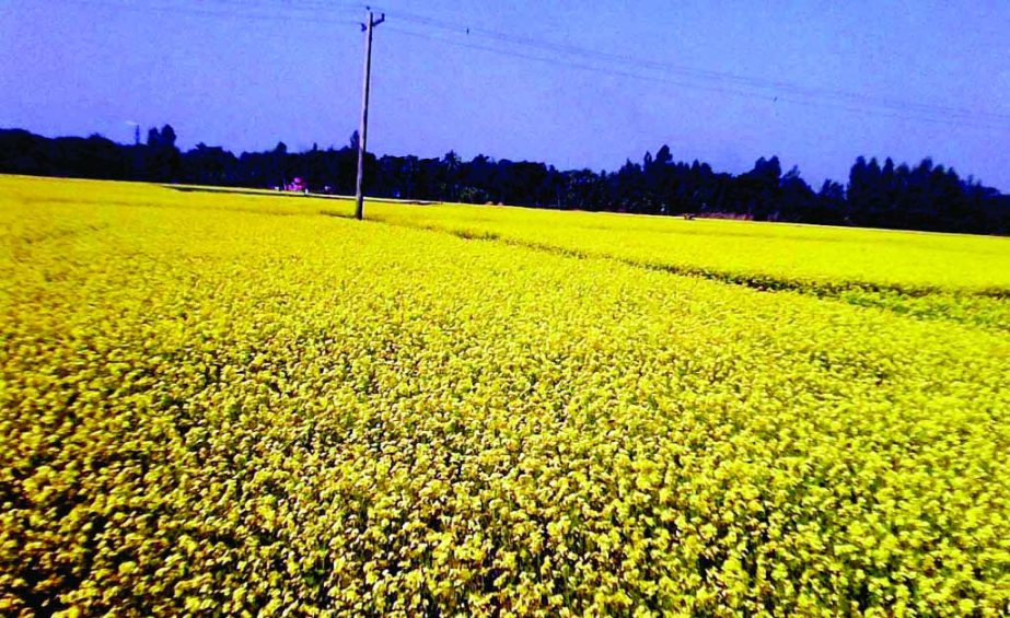 NARSINGDI: A blooming mustard field at Mohorpara village in Shibganj Upazila.