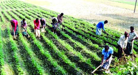 GAIBANDHA: Potato farmers in Gaibandha working in their fields as they facing great difficulties taking care of cultivated field due to bad weather. This picture was taken on Sunday.