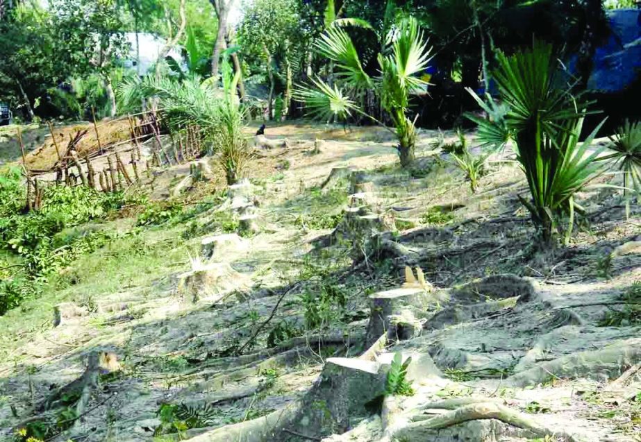 BARISAL: Influentials have cut down valuable trees of Water Development Board at Sekandarkali village of Amtoli Upazila on Monday.