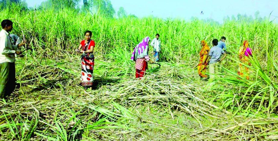 GAIBANDHA: Sugarcane farmers passing busy time harvesting it as crashing began in most of the mills. This picture was taken from Teliyan village of Sghata Upazila on Tuesday.